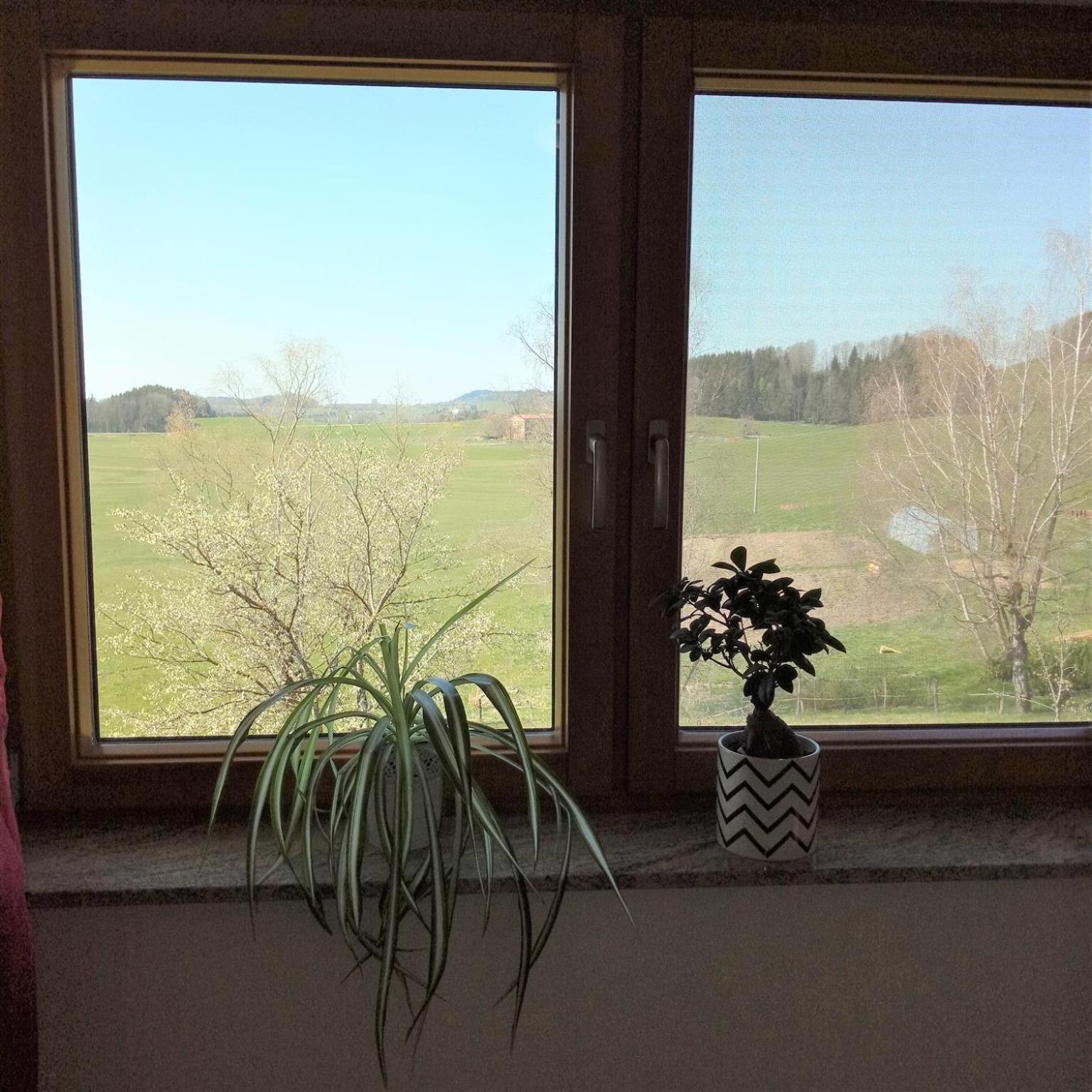 Gasthof Gruener Baum "Kongo" Amtzell Kamer foto